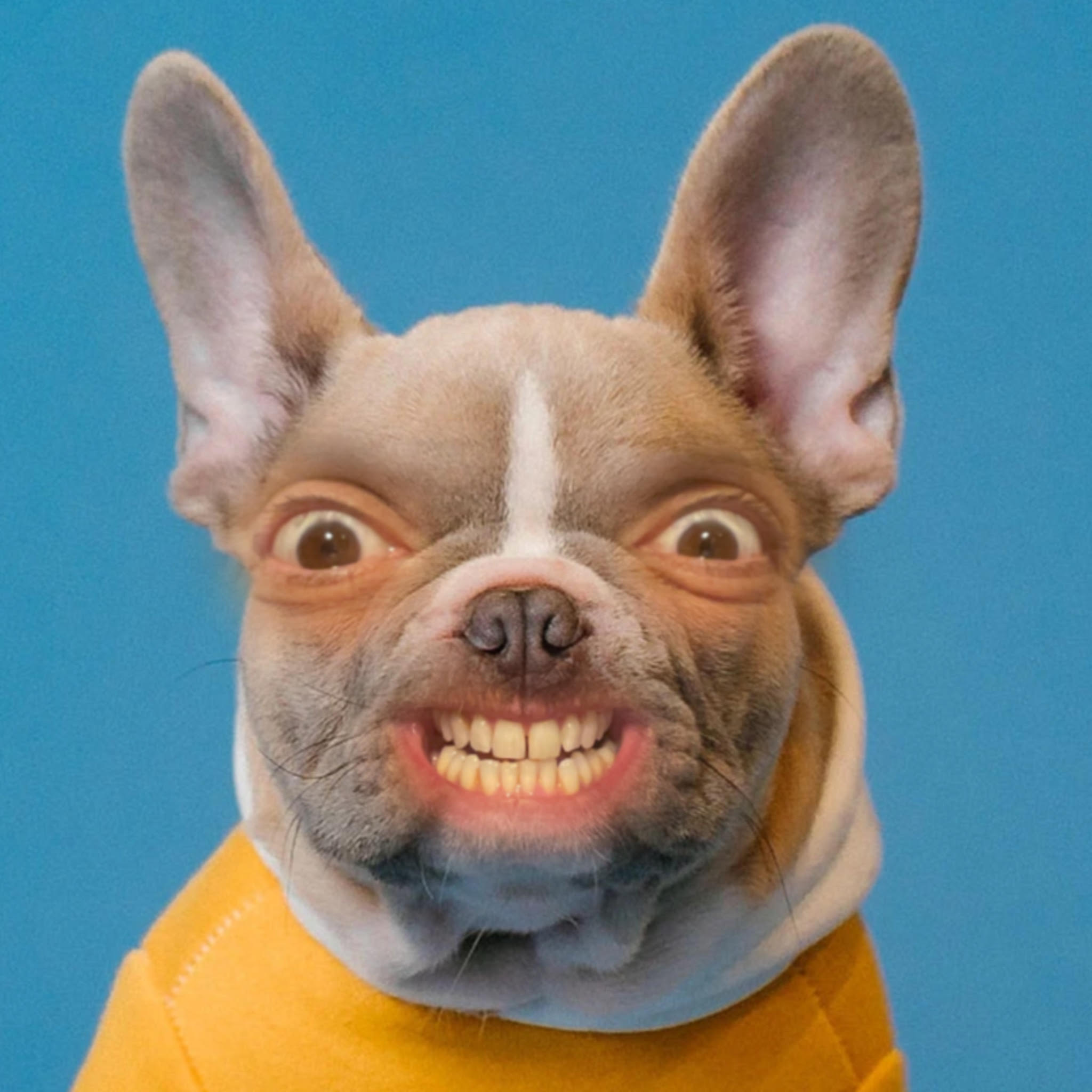 Exeter Comedy Festival - Spencer Jones: Dogs (work in progress)